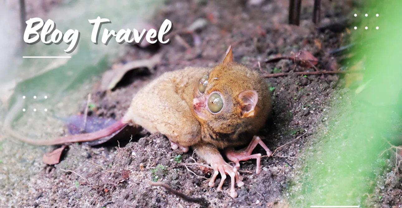 Menjelajahi Dunia Tarsius – si Mungil Bermata Besar dari Belitung