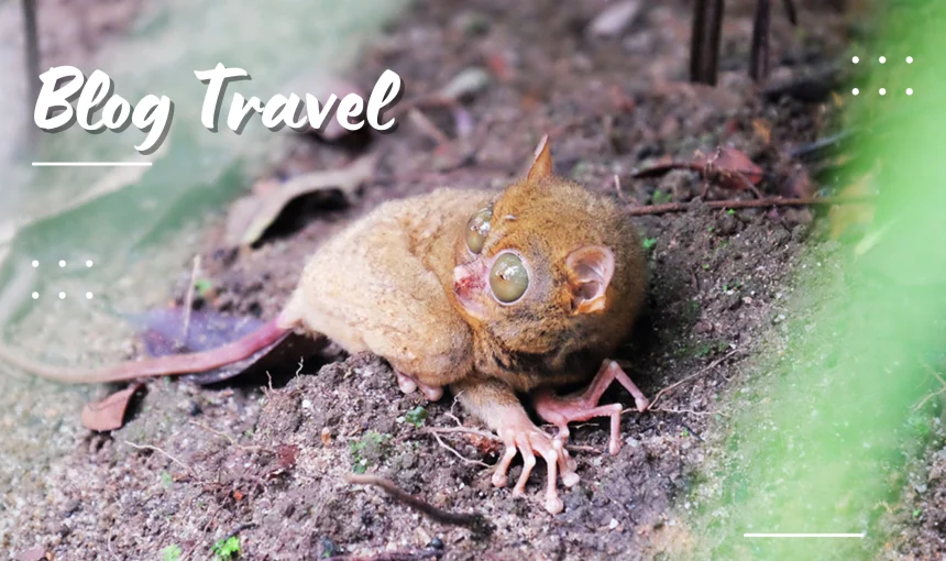 Menjelajahi Dunia Tarsius – si Mungil Bermata Besar dari Belitung