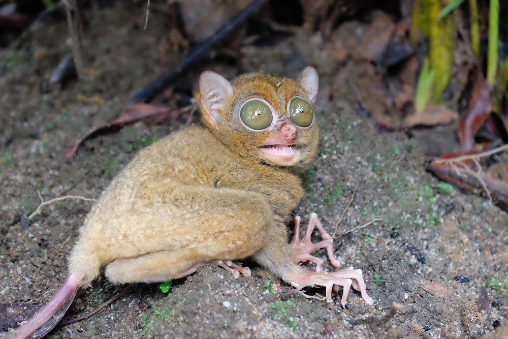 tarsius belitung